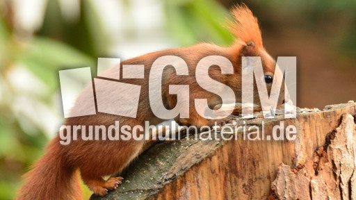 Eichhörnchen (18).jpg